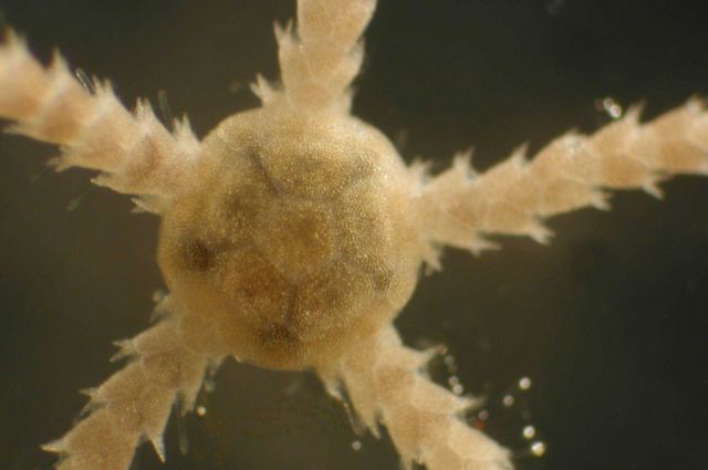 Zooplankton Picture
