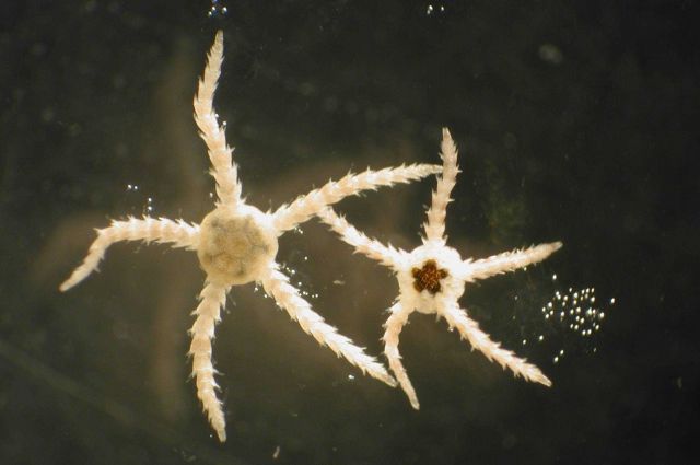 Zooplankton Picture