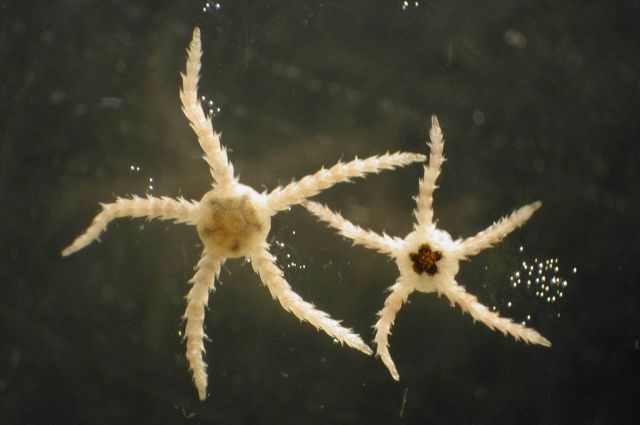 Zooplankton Picture