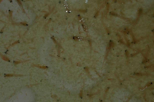 Zooplankton Picture