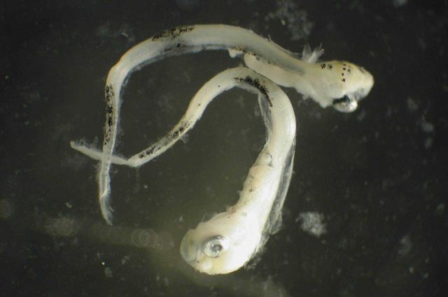 Zooplankton Picture