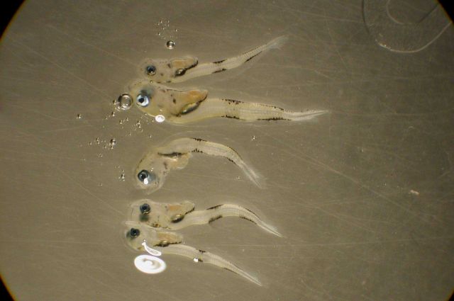 Zooplankton Picture
