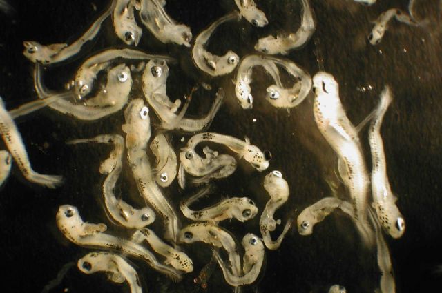 Zooplankton Picture