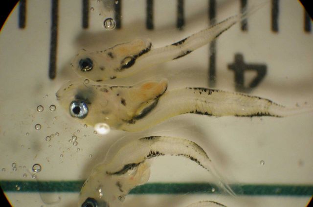 Zooplankton Picture