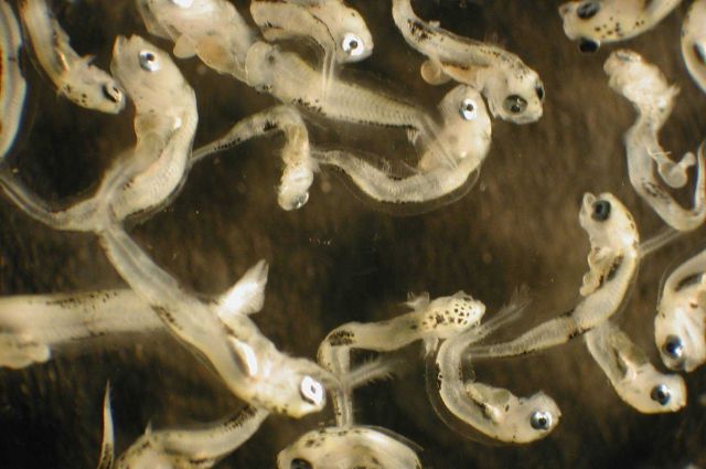Zooplankton Picture