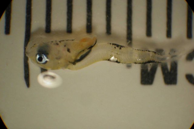 Zooplankton Picture