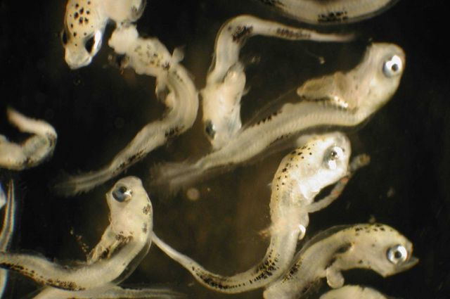 Zooplankton Picture
