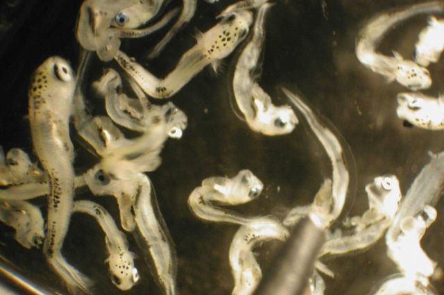 Zooplankton Picture
