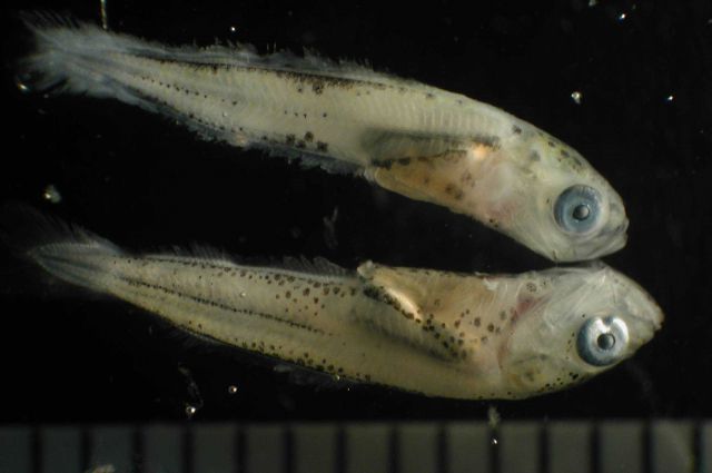 Zooplankton Picture