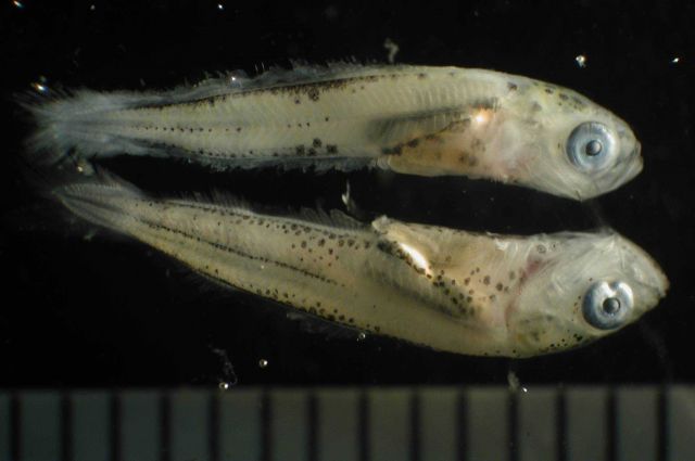 Zooplankton Picture