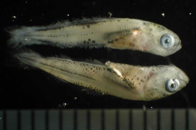 Zooplankton Picture