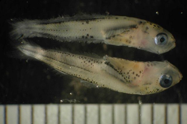 Zooplankton Picture