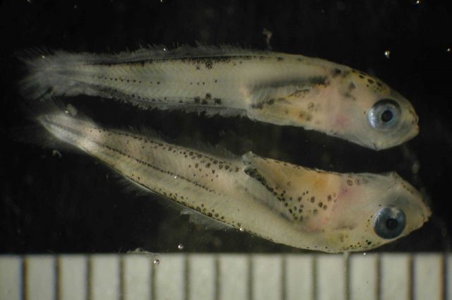 Zooplankton Picture