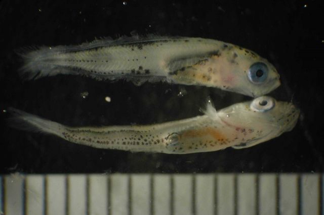 Zooplankton Picture