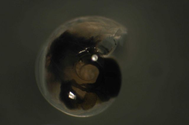 Zooplankton Picture