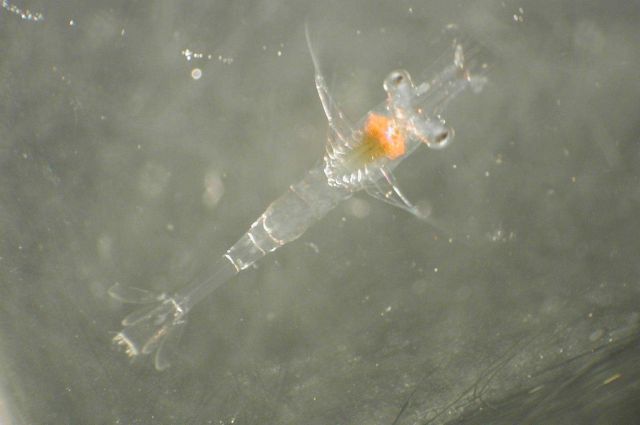 Zooplankton Picture
