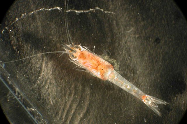 Zooplankton Picture