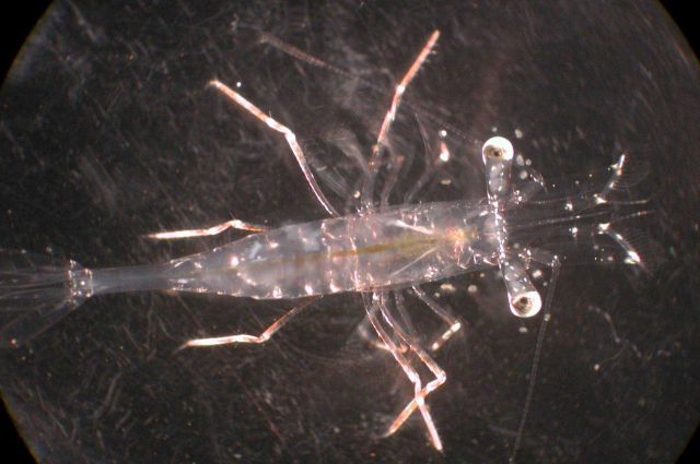Zooplankton Picture