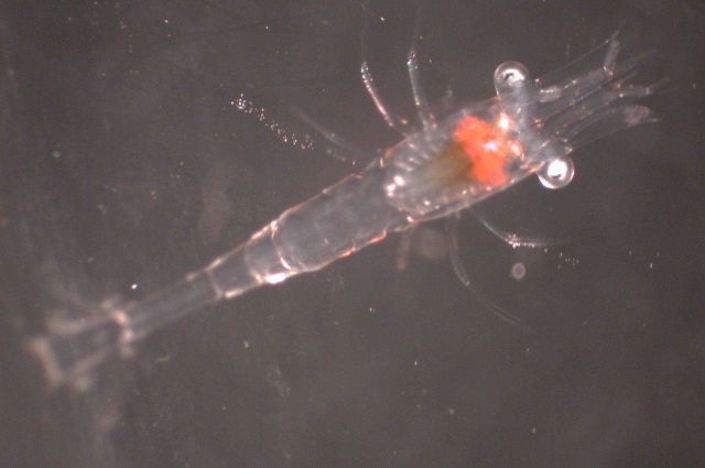 Zooplankton Picture