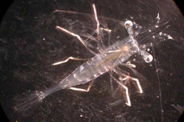 Zooplankton Picture