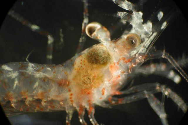 Zooplankton Picture
