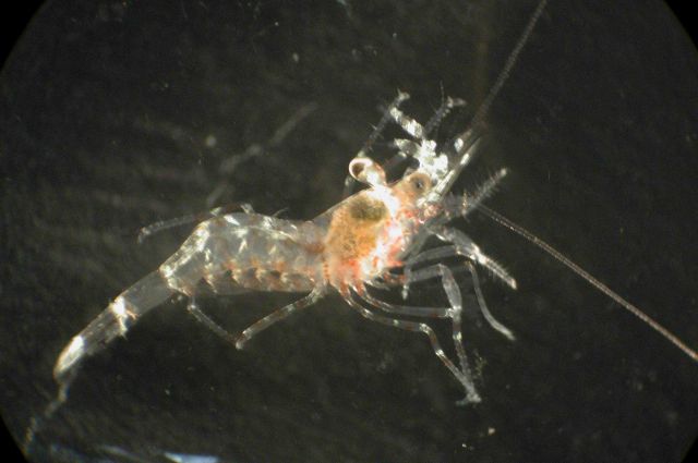Zooplankton Picture
