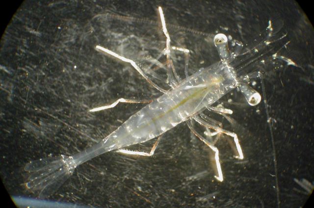 Zooplankton Picture