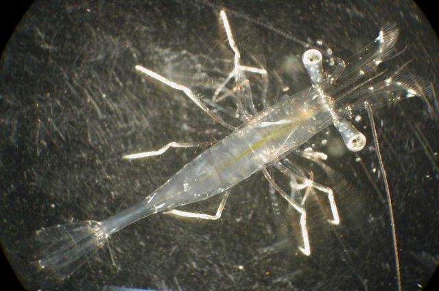 Zooplankton Picture
