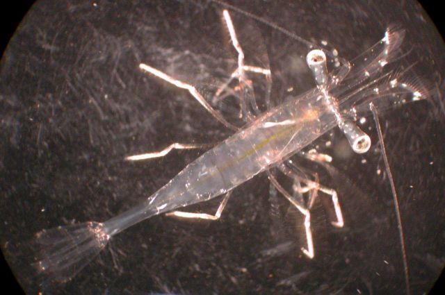 Zooplankton Picture