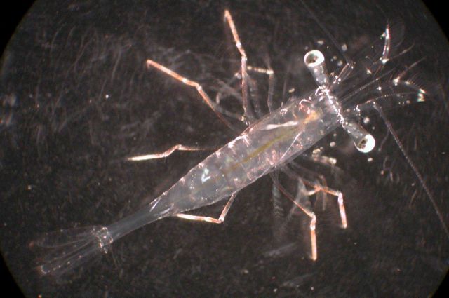 Zooplankton Picture