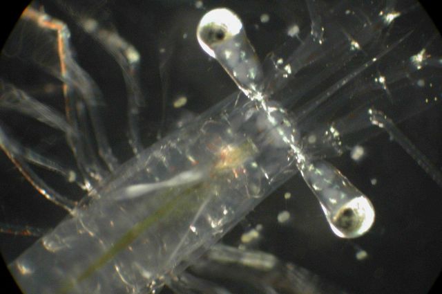 Zooplankton Picture