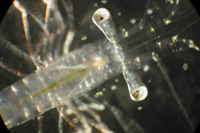 Zooplankton Picture