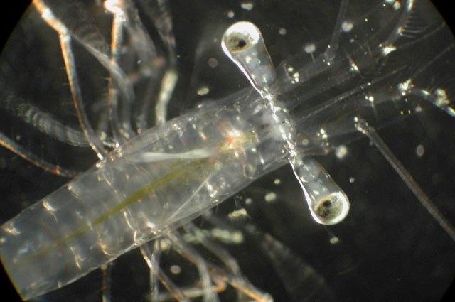 Zooplankton Picture