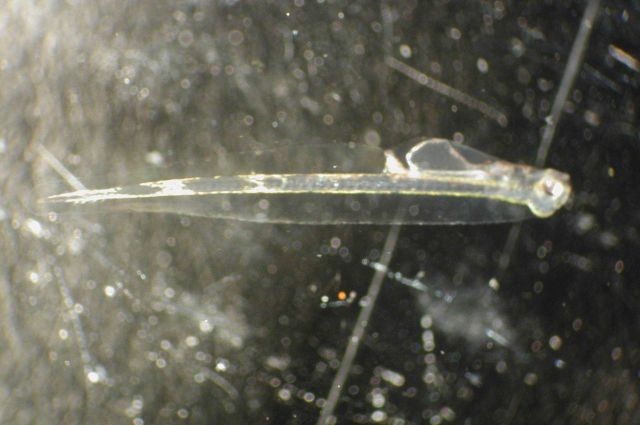 Zooplankton Picture