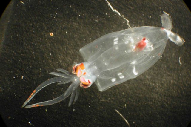 Zooplankton Picture