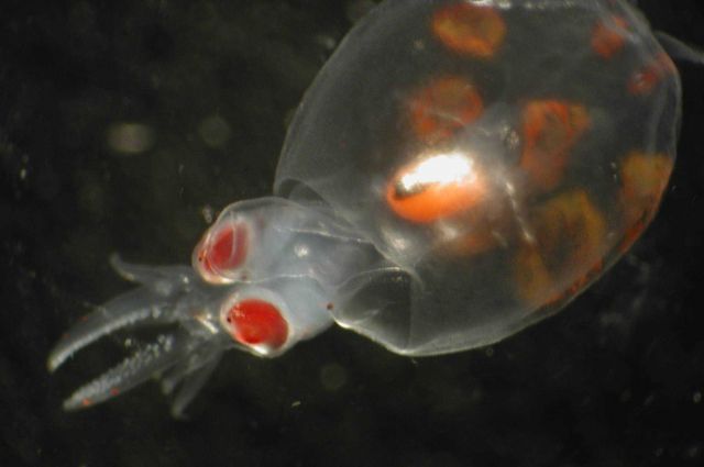 Zooplankton Picture
