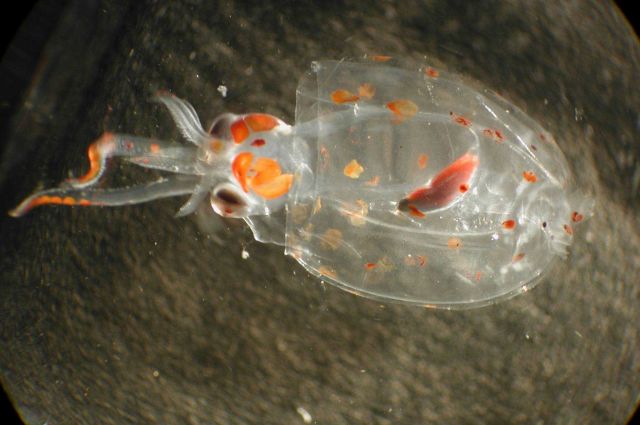 Zooplankton Picture