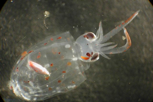 Zooplankton Picture