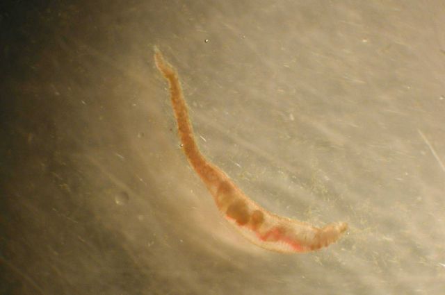 Zooplankton Picture