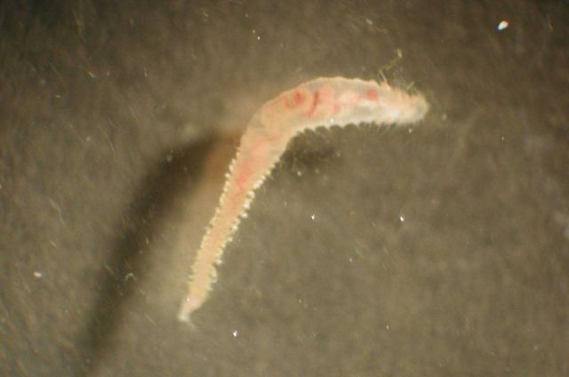 Zooplankton Picture