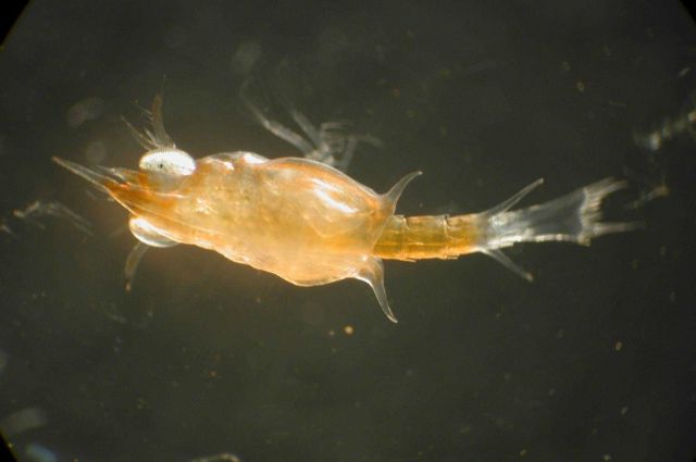 Zooplankton Picture