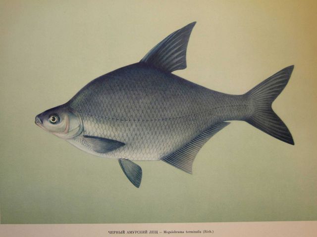 Plate 128 Picture
