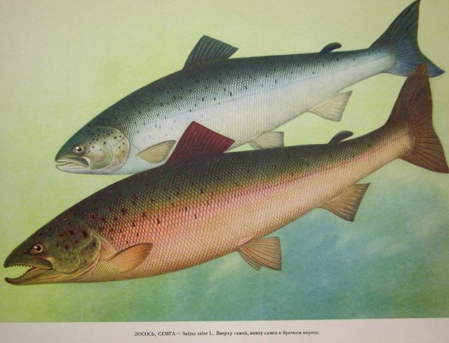Plate 46 Picture