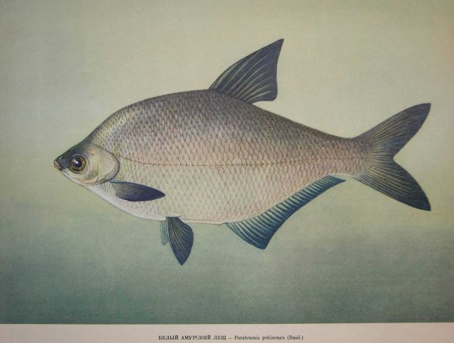 Plate 129 Picture