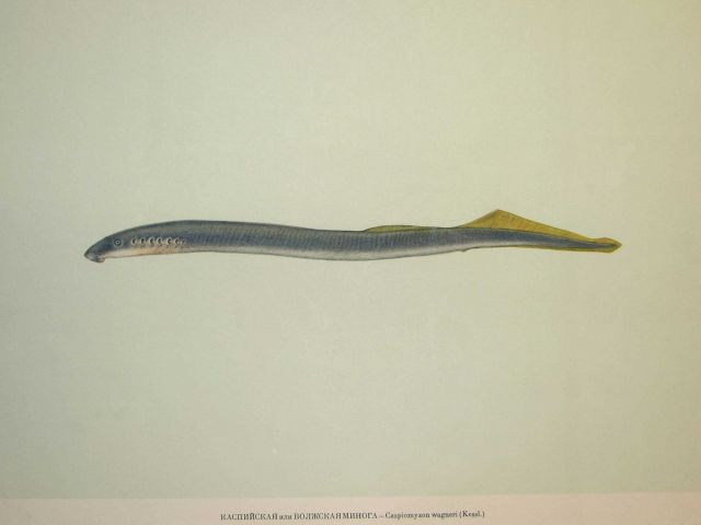 Plate 1 Picture