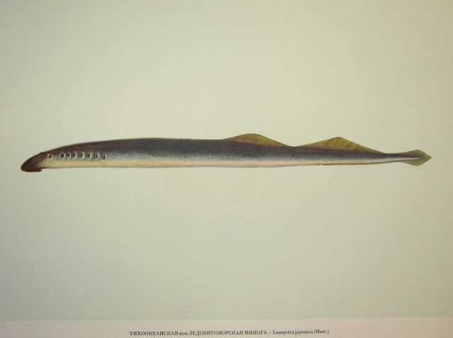 Plate 2 Picture