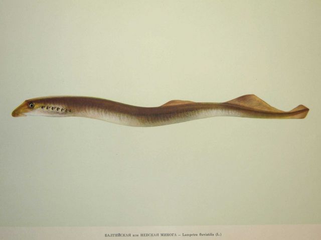 Plate 3 Picture