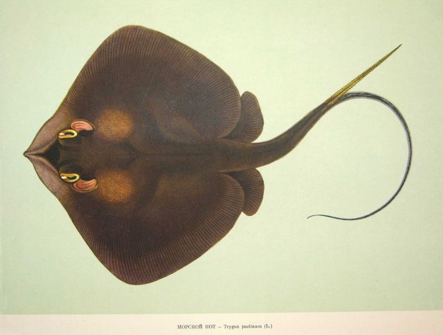 Plate 9 Picture