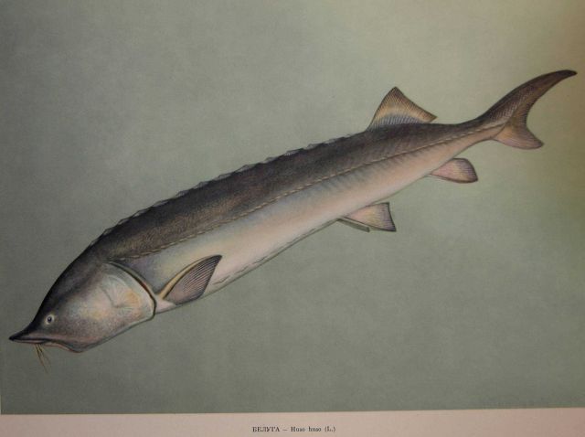 Plate 10 Picture
