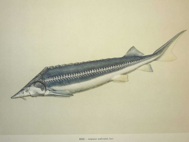 Plate 11 Picture